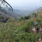 Indian forest