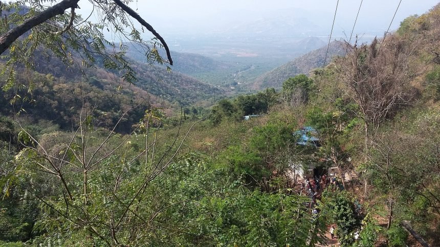 Indian forest