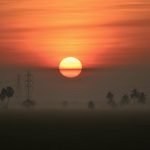 A paddy field in India