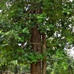 Sandalwood, a high-value biological resource