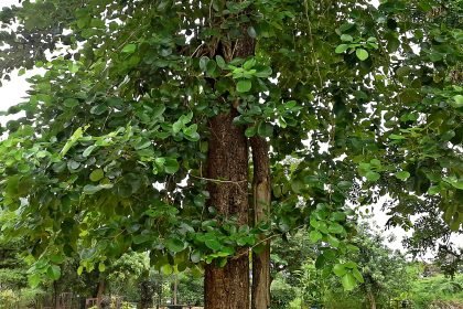 Sandalwood, a high-value biological resource